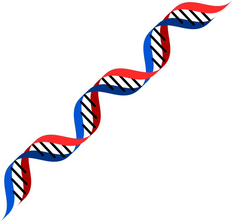 Detail Dna Malen Nomer 6