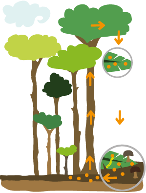 Detail Baumwurzeln Gezeichnet Nomer 20