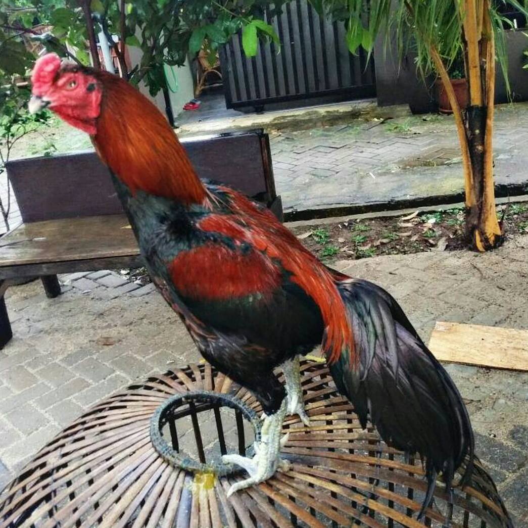 Detail Foto Ayam Aduan Nomer 18