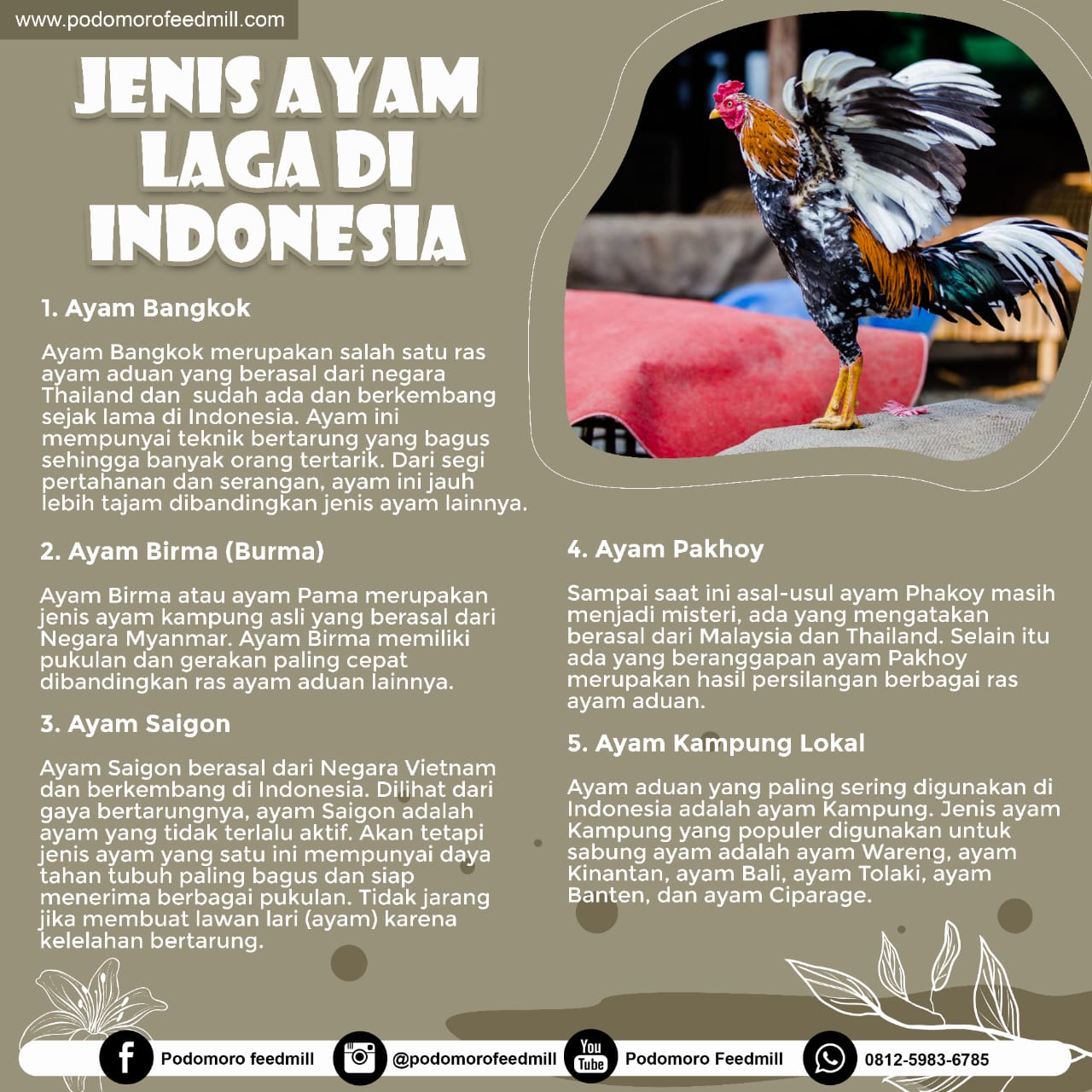 Detail Foto Ayam Aduan Nomer 31