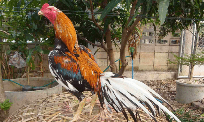 Detail Foto Ayam Aduan Nomer 33