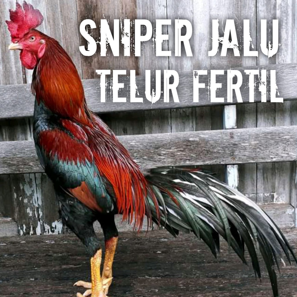 Detail Foto Ayam Aduan Super Nomer 14