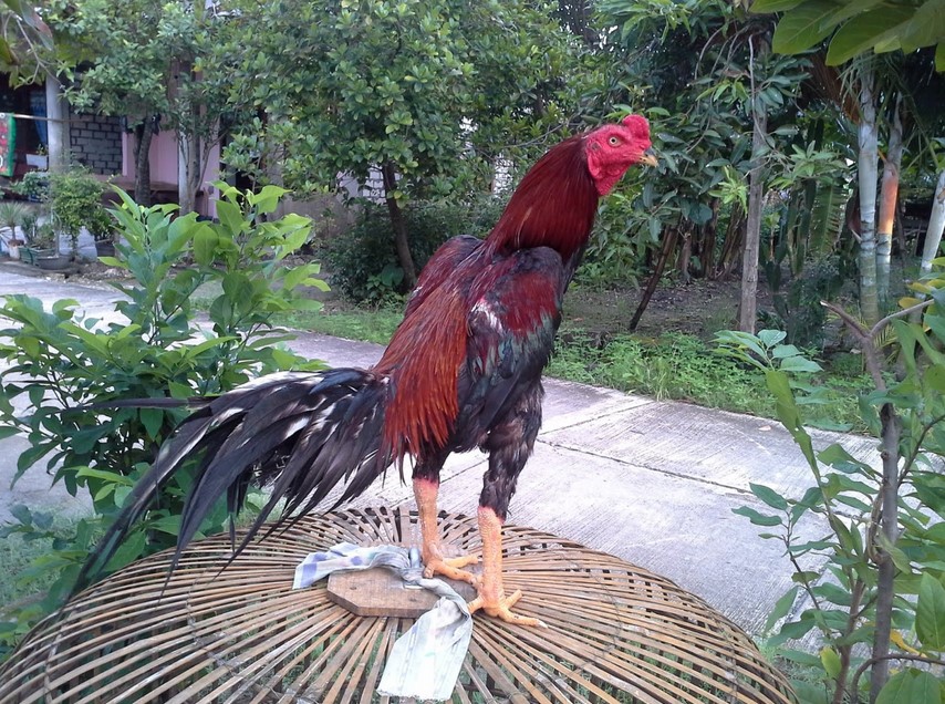 Detail Foto Ayam Aduan Super Nomer 20