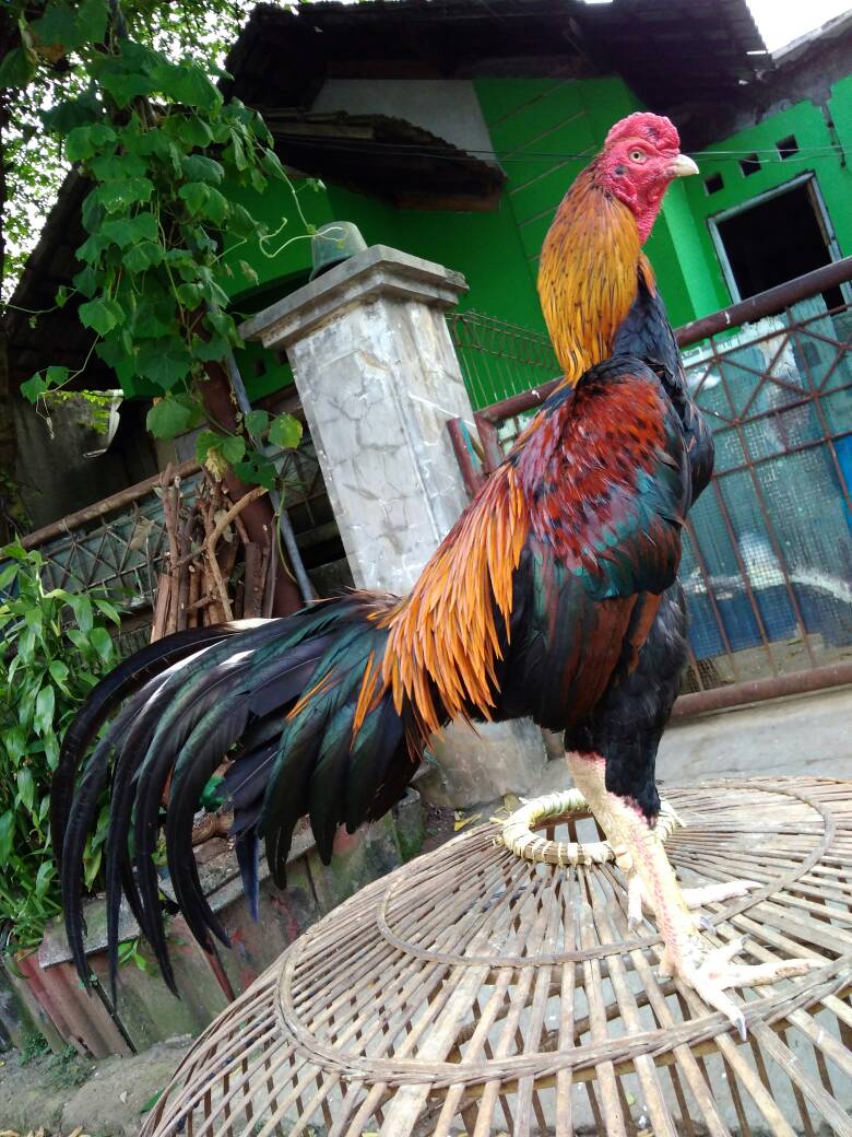 Detail Foto Ayam Aduan Super Nomer 21