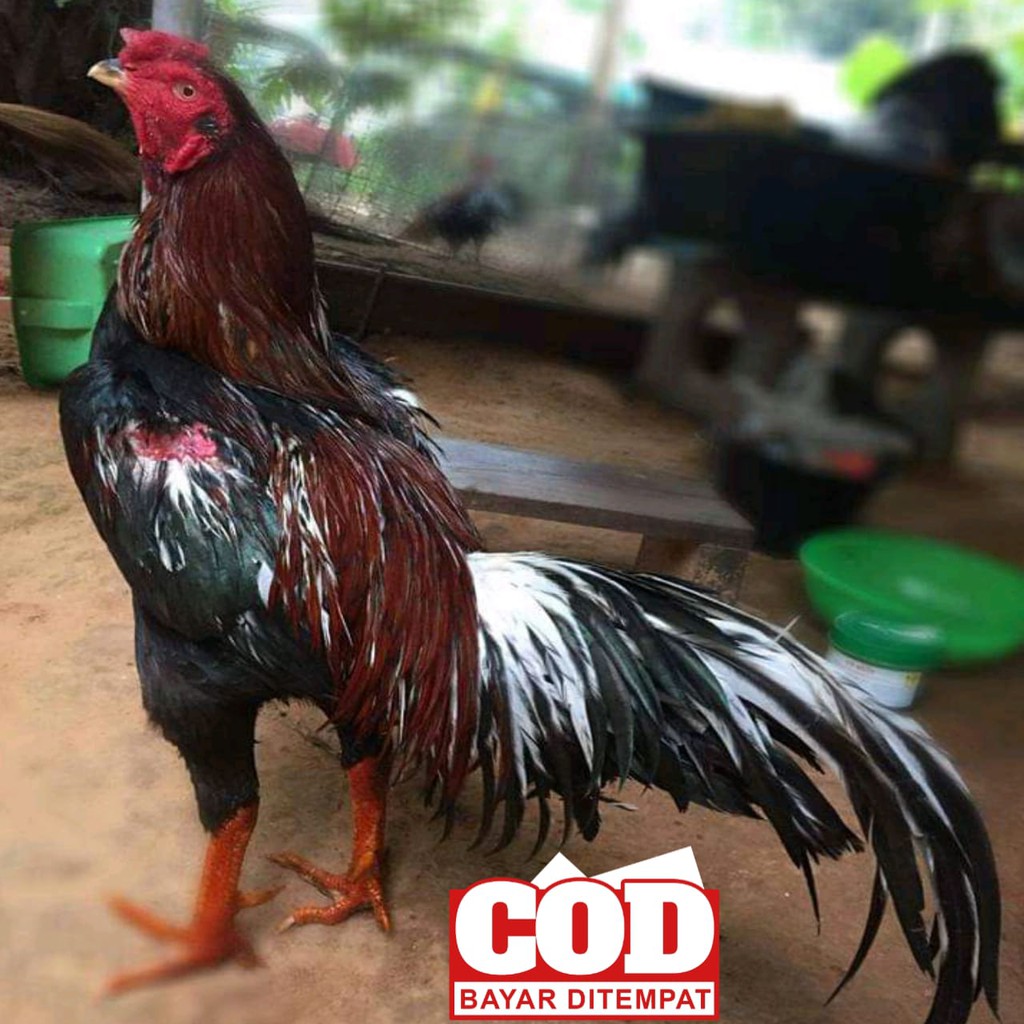 Detail Foto Ayam Aduan Super Nomer 25