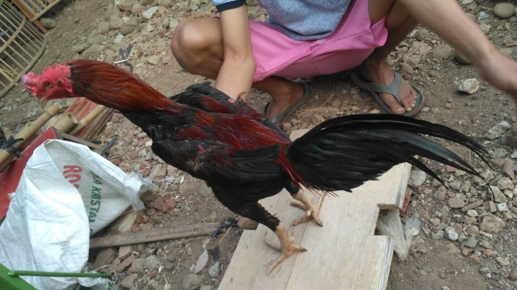 Detail Foto Ayam Aduan Super Nomer 29