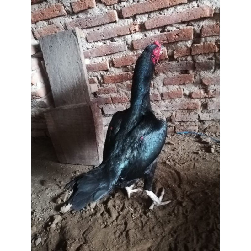 Detail Foto Ayam Aduan Super Nomer 36