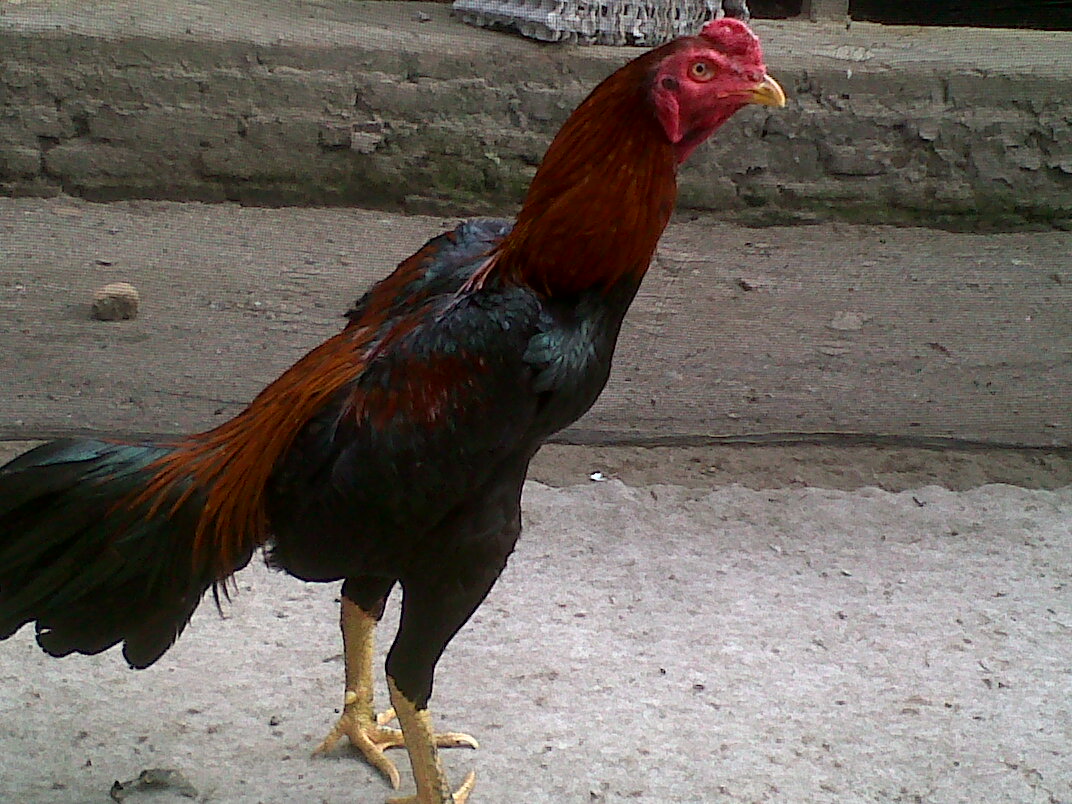 Detail Foto Ayam Aduan Super Nomer 39