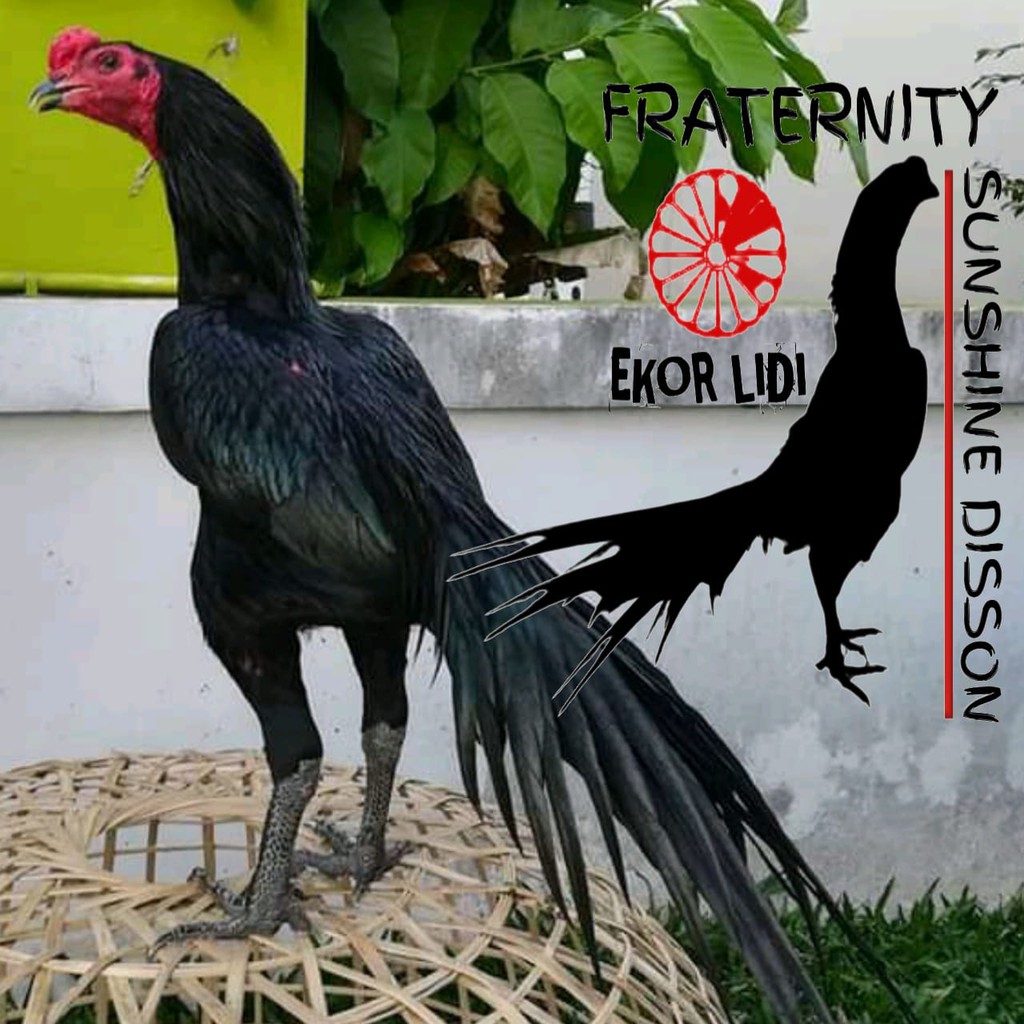 Detail Foto Ayam Aduan Super Nomer 40