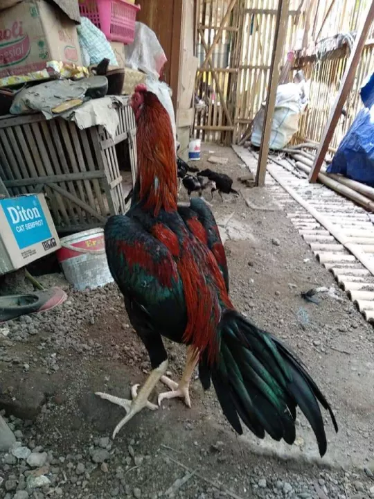 Detail Foto Ayam Aduan Super Nomer 42