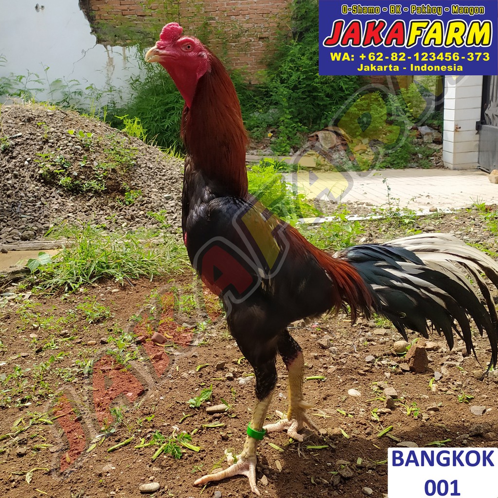 Detail Foto Ayam Bangkok Nomer 20