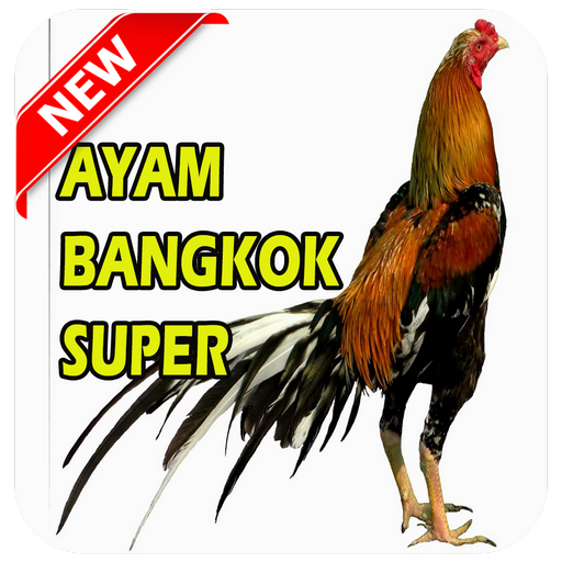 Detail Foto Ayam Bangkok Nomer 21