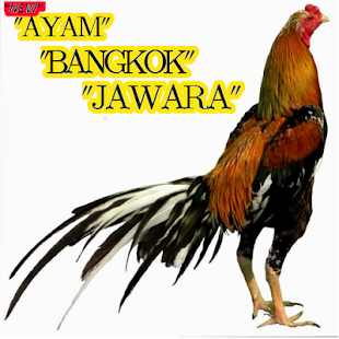 Detail Foto Ayam Bangkok Jawara Nomer 12