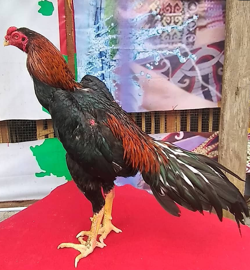 Detail Foto Ayam Bangkok Jawara Nomer 2