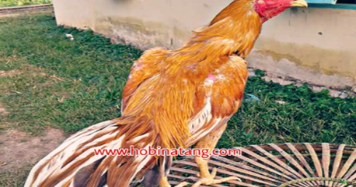 Detail Foto Ayam Bangkok Wiring Kuning Nomer 20