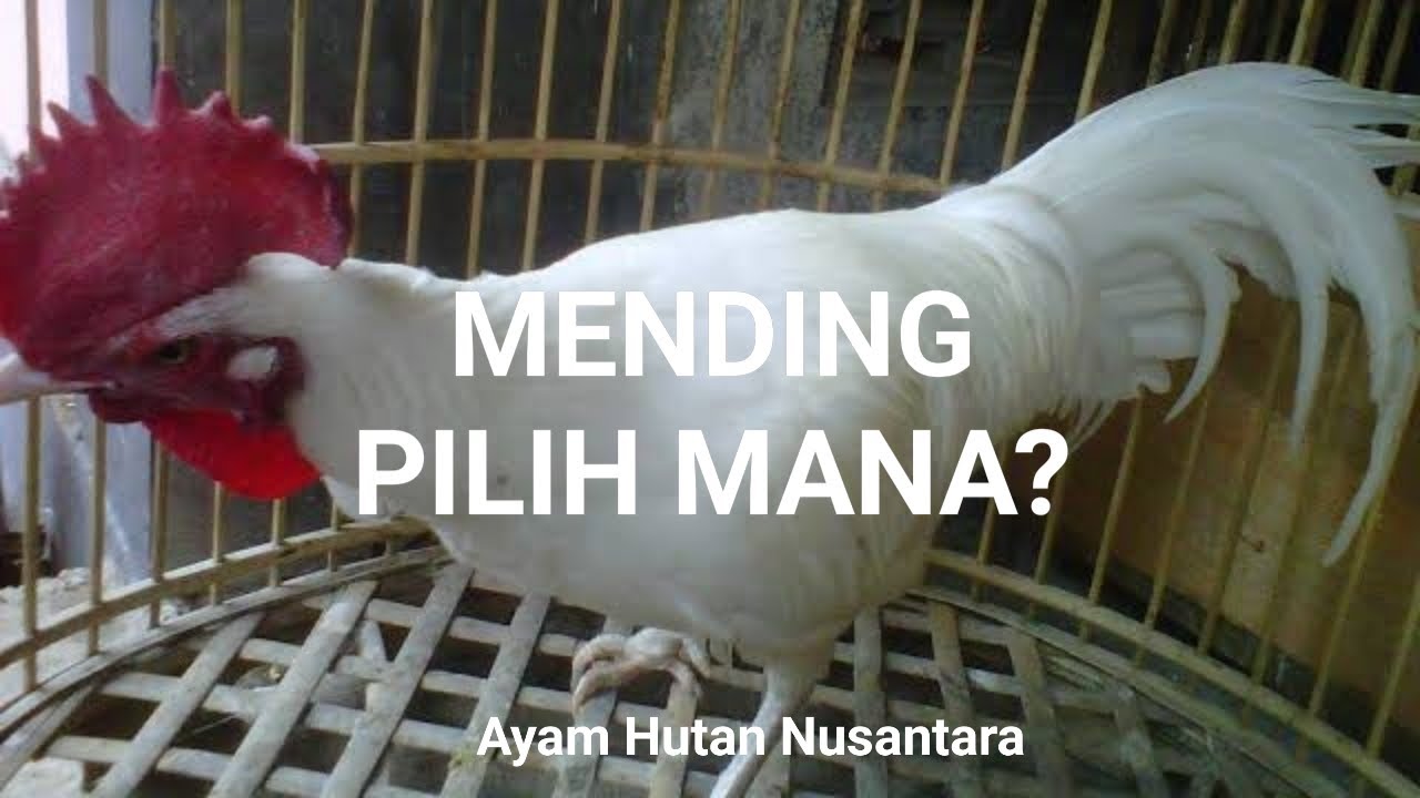 Detail Foto Ayam Bekisar Nomer 19