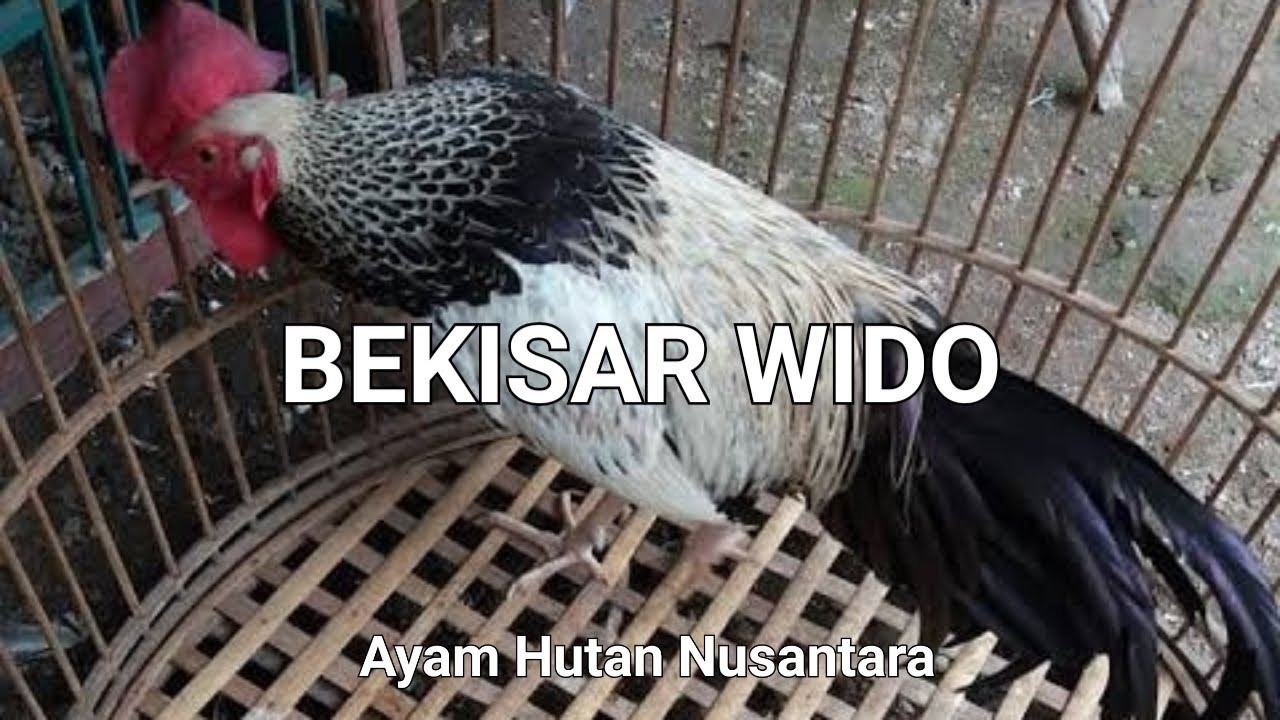 Detail Foto Ayam Bekisar Nomer 23