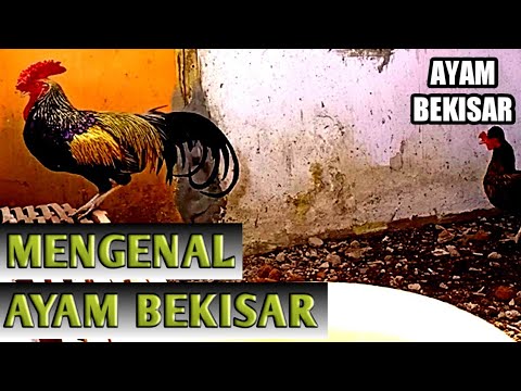 Detail Foto Ayam Bekisar Nomer 32