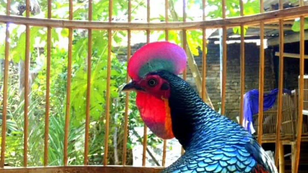 Detail Foto Ayam Bekisar Nomer 34