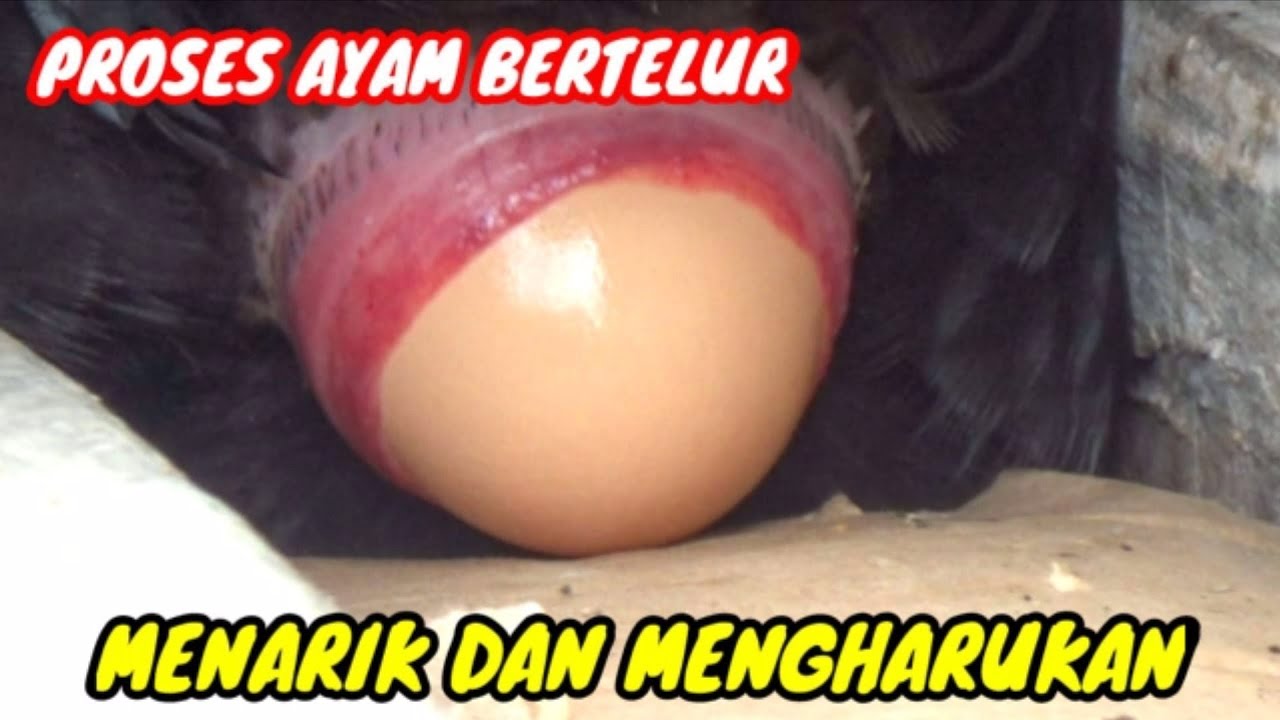 Detail Foto Ayam Bertelur Nomer 15