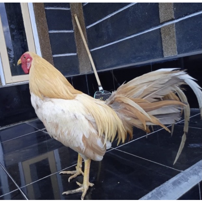 Detail Foto Ayam Betet Nomer 6