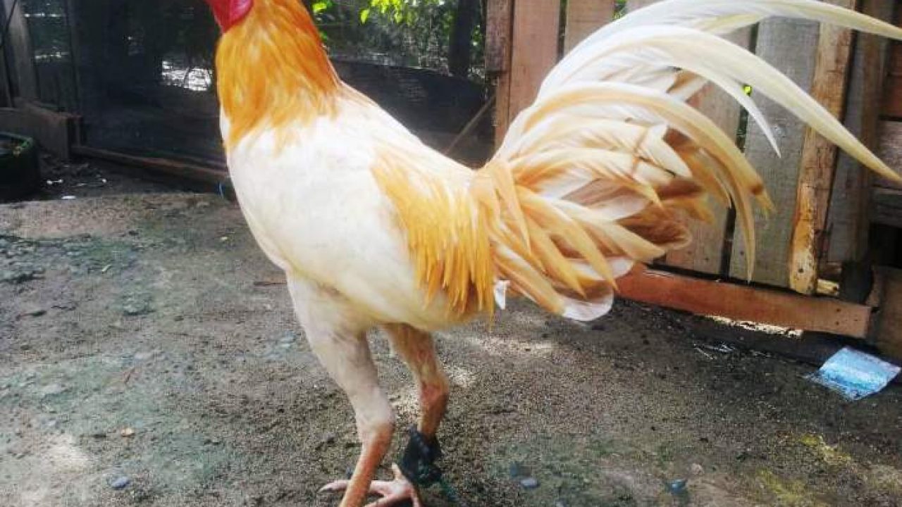 Detail Foto Ayam Betet Nomer 9