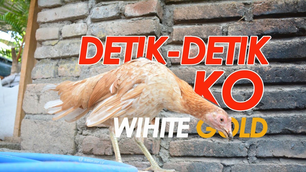 Detail Foto Ayam Betet Nomer 25