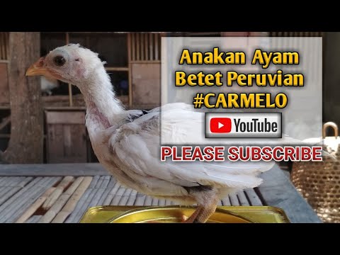 Detail Foto Ayam Betet Nomer 29