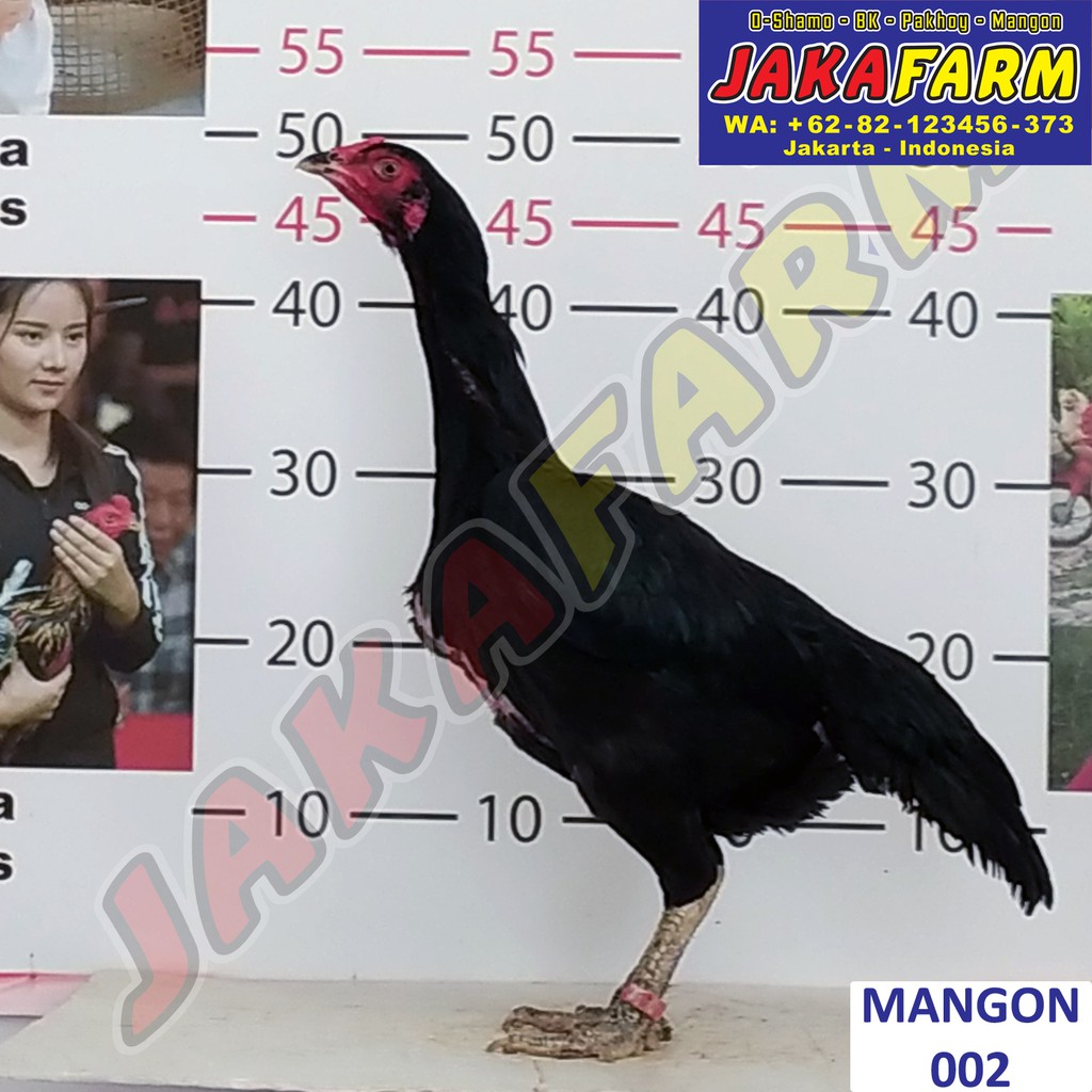 Download Foto Ayam Betina Nomer 21