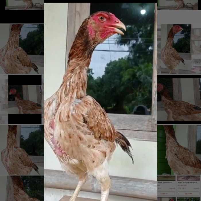 Detail Foto Ayam Betina Nomer 29