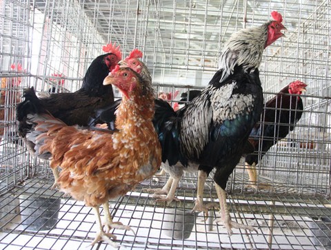 Detail Foto Ayam Betina Nomer 32