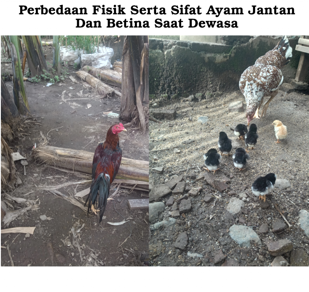 Detail Foto Ayam Betina Nomer 43