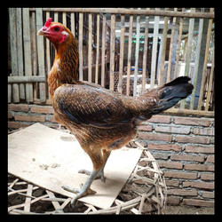 Detail Foto Ayam Betina Nomer 45