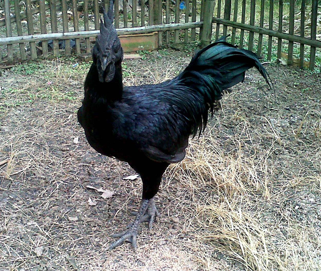 Detail Foto Ayam Cemani Nomer 9