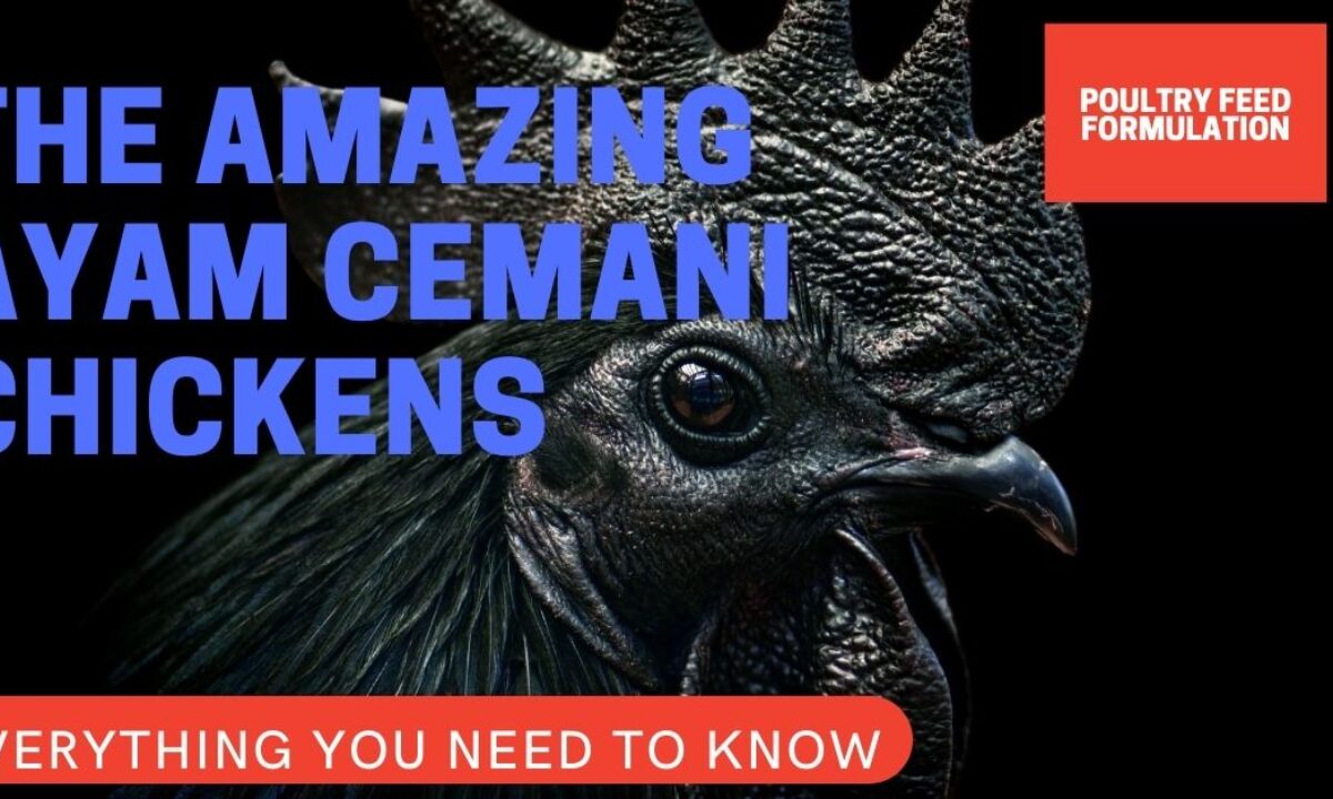 Detail Foto Ayam Cemani Nomer 20