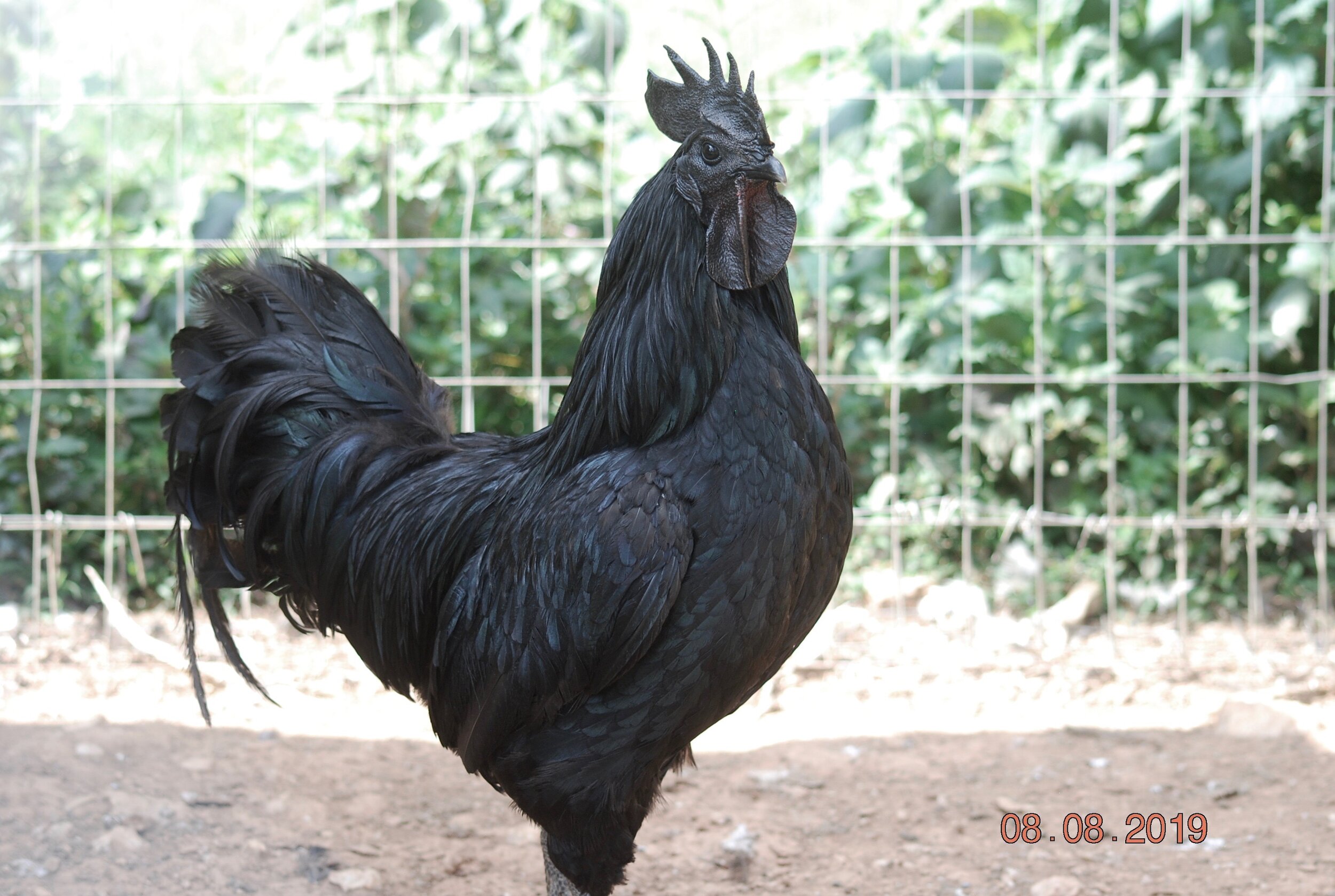 Detail Foto Ayam Cemani Nomer 22