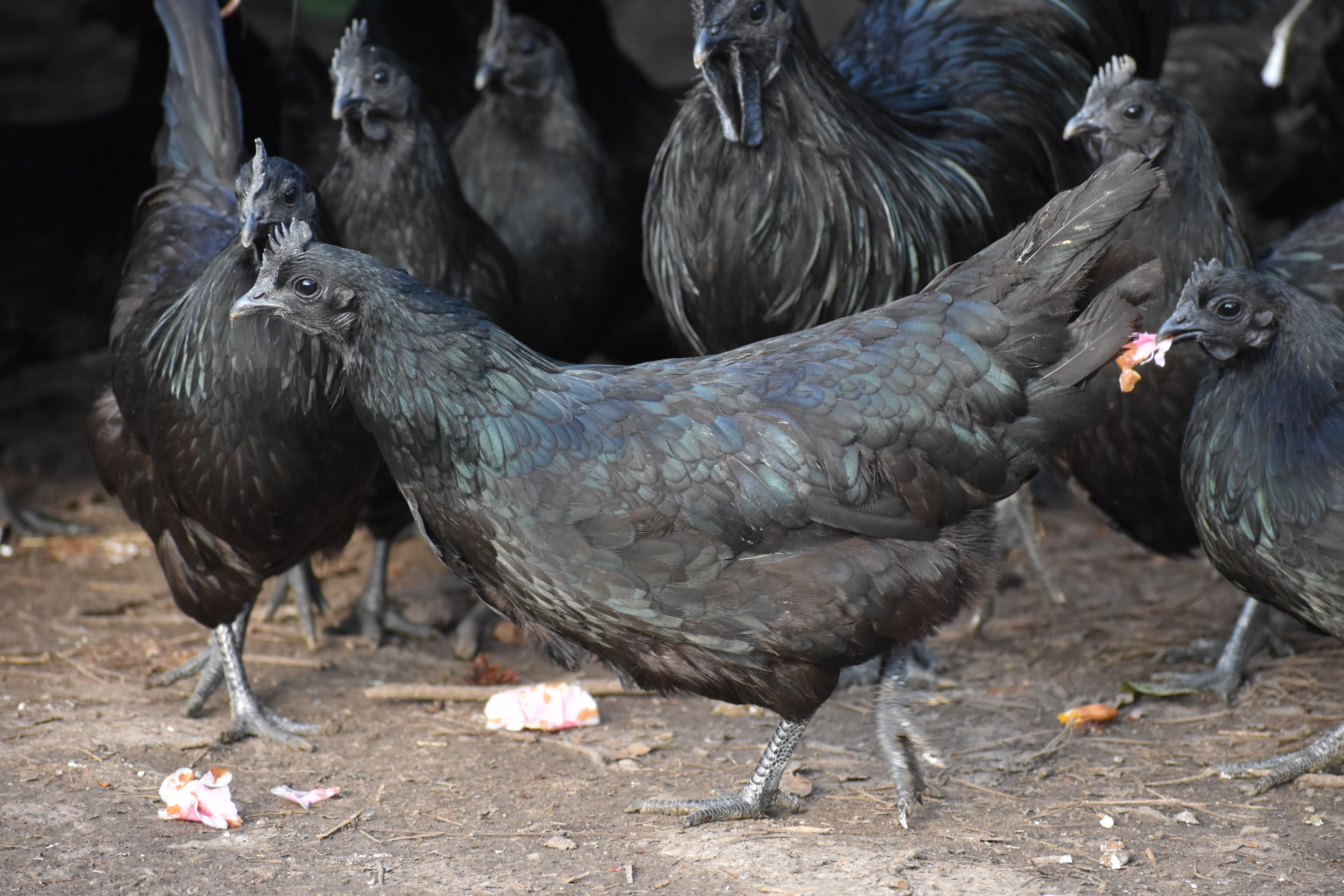 Detail Foto Ayam Cemani Nomer 32