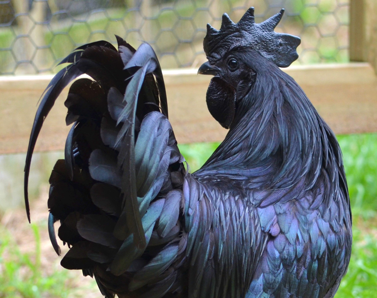 Detail Foto Ayam Cemani Nomer 5