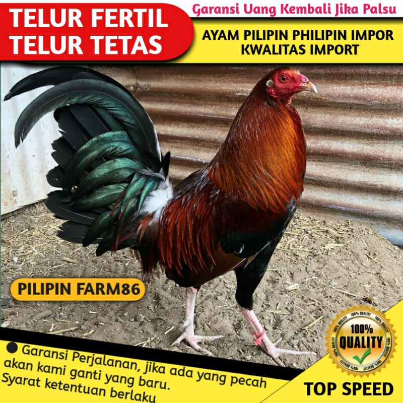 Detail Foto Ayam Filipina Asli Nomer 13