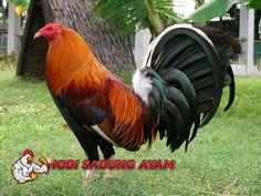 Detail Foto Ayam Filipina Asli Nomer 15