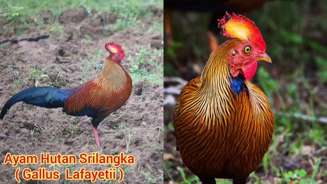 Detail Foto Ayam Filipina Asli Nomer 17