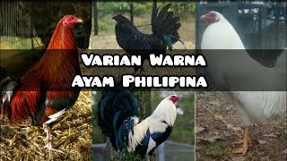 Download Foto Ayam Filipina Asli Nomer 24