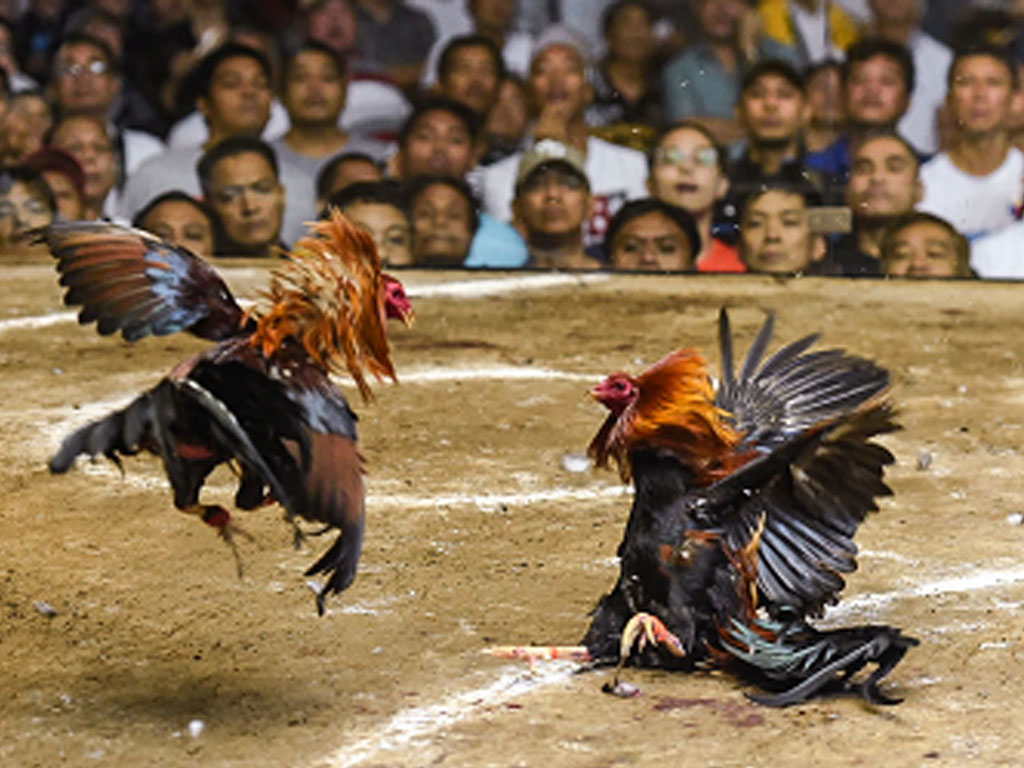 Detail Foto Ayam Filipina Asli Nomer 33