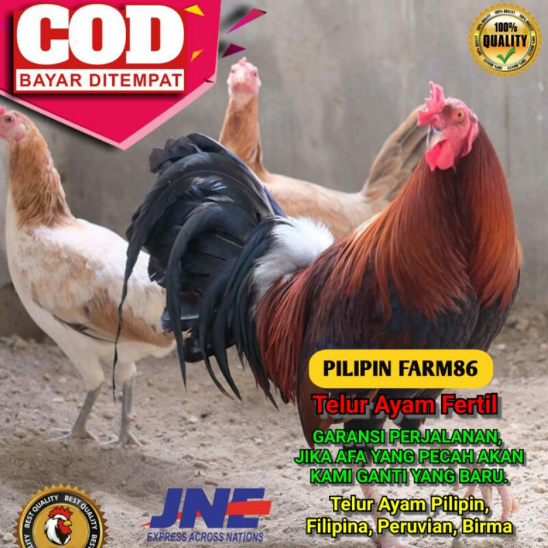 Detail Foto Ayam Filipina Asli Nomer 37