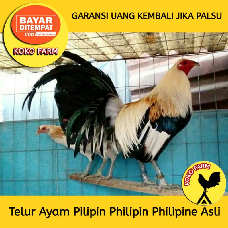 Detail Foto Ayam Filipina Asli Nomer 8