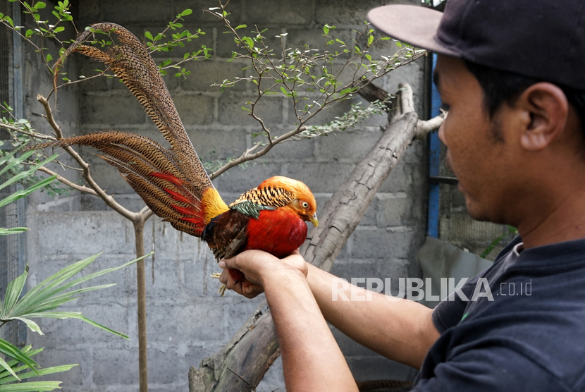 Detail Foto Ayam Hias Nomer 7