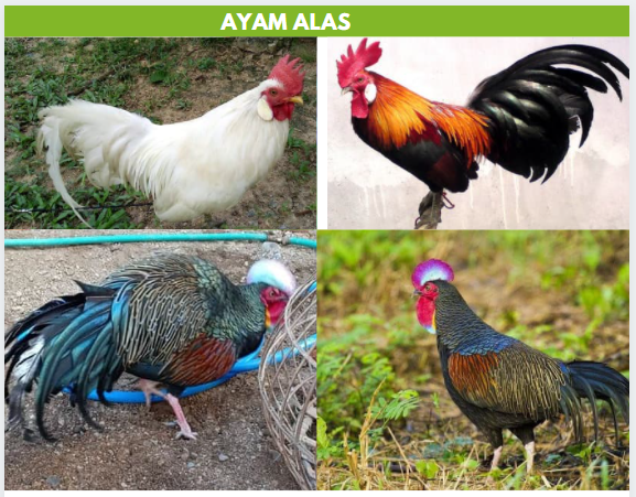 Detail Foto Ayam Hutan Nomer 7