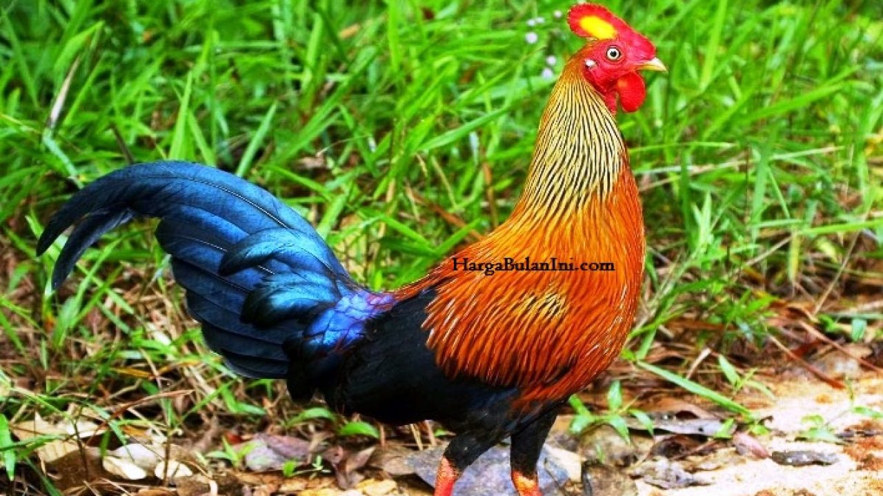 Detail Foto Ayam Hutan Nomer 14