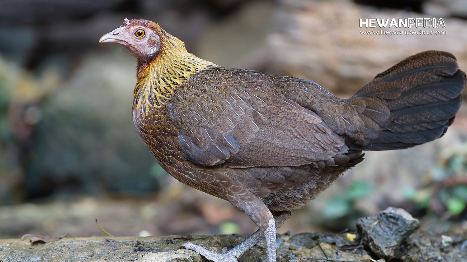 Detail Foto Ayam Hutan Nomer 15