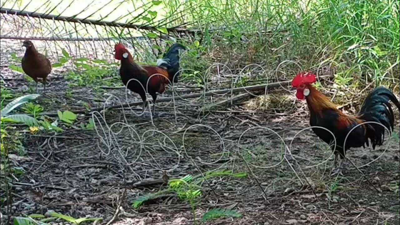 Detail Foto Ayam Hutan Nomer 16